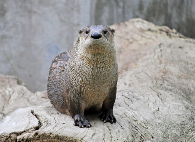 Lontra