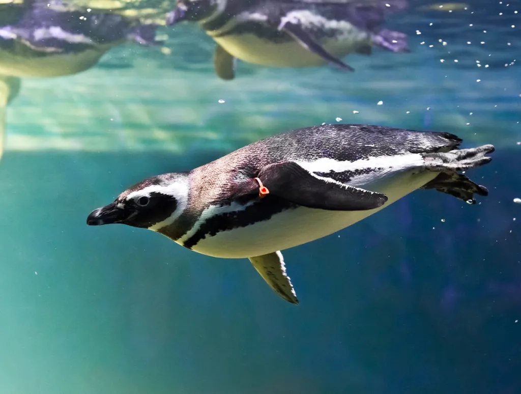 Pinguim